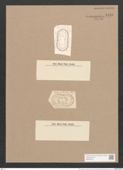 Surirella degenerans Cleve (de-Toni-Nr.: Genus 53, Species 2283) Zeichnungen Sammlung Grunow Nr. 4736 (NHMW-BOT-W0372840)
